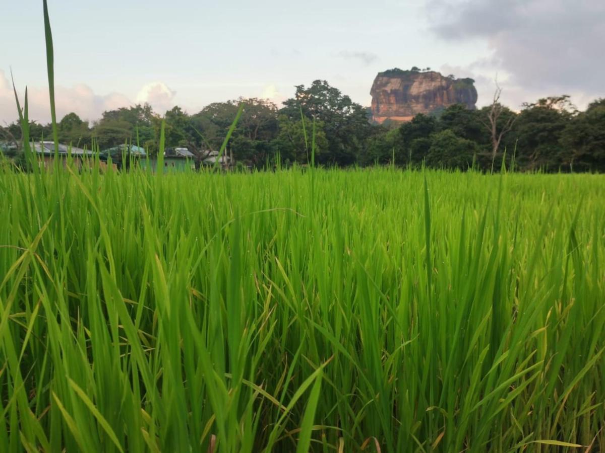 Sunshine Resort & Spa Sigiriya Exteriér fotografie
