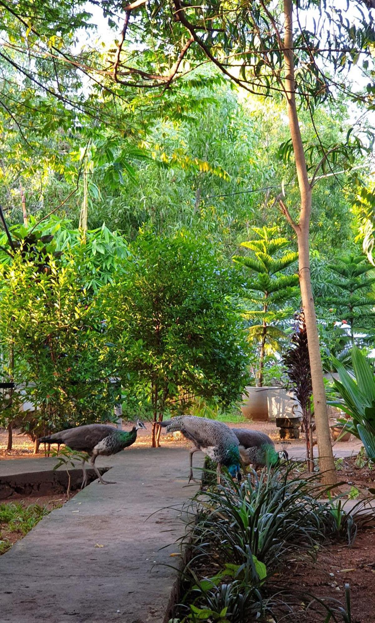 Sunshine Resort & Spa Sigiriya Exteriér fotografie